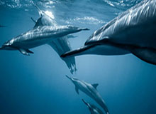 中日韩亚冠小组赛对比：中超依赖外援 全韩班凶猛